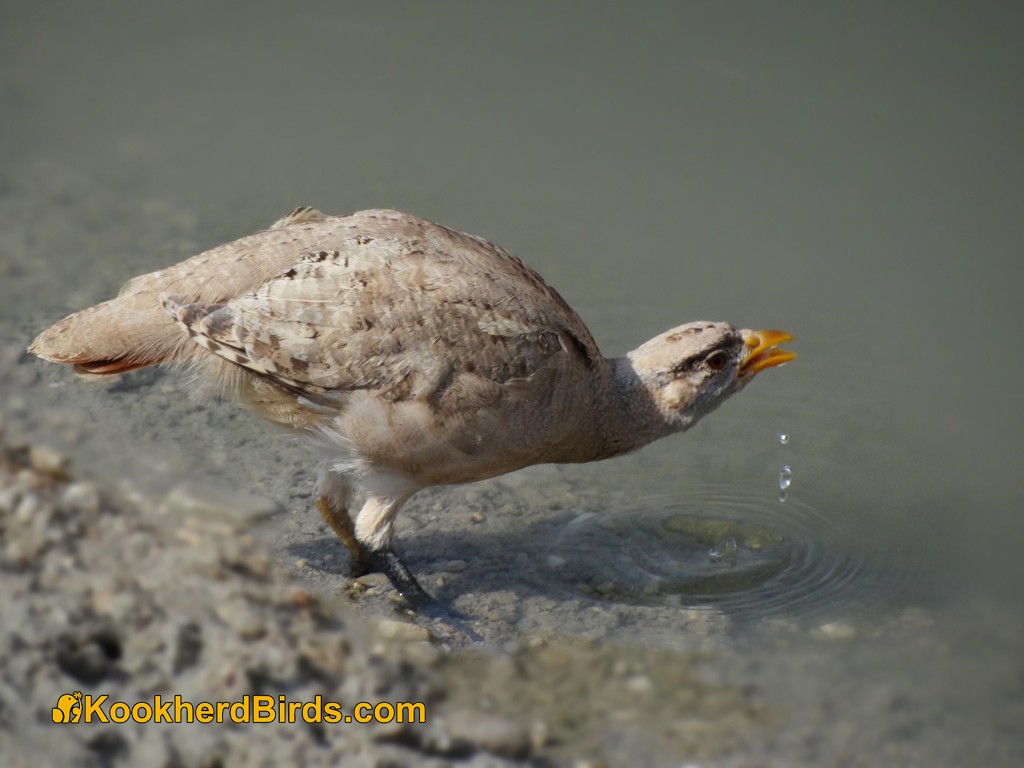 See-see Partridge - ML205103141