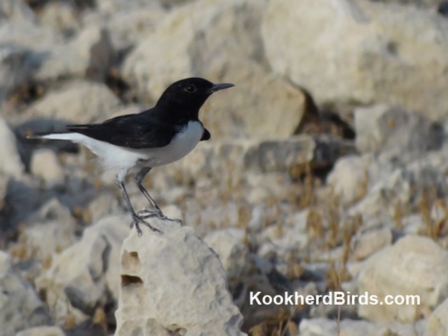 Hume's Wheatear - ML205103171