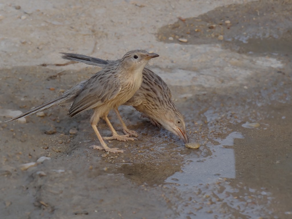 Afghan Babbler - ML205103181
