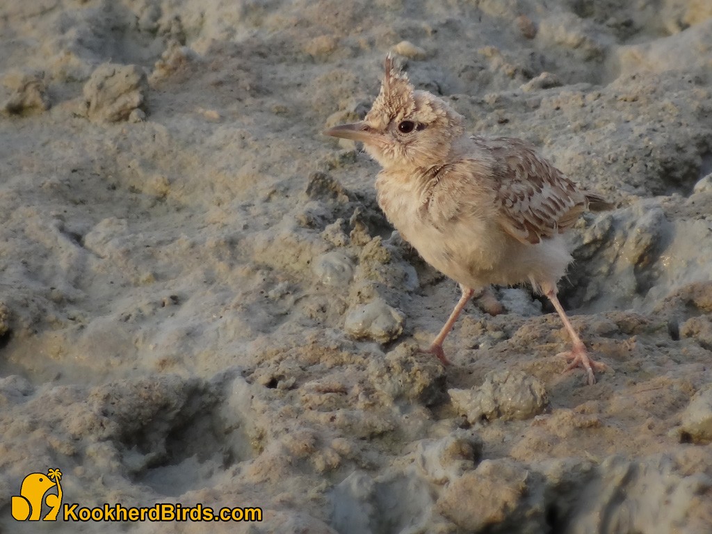 Crested Lark - ML205103201