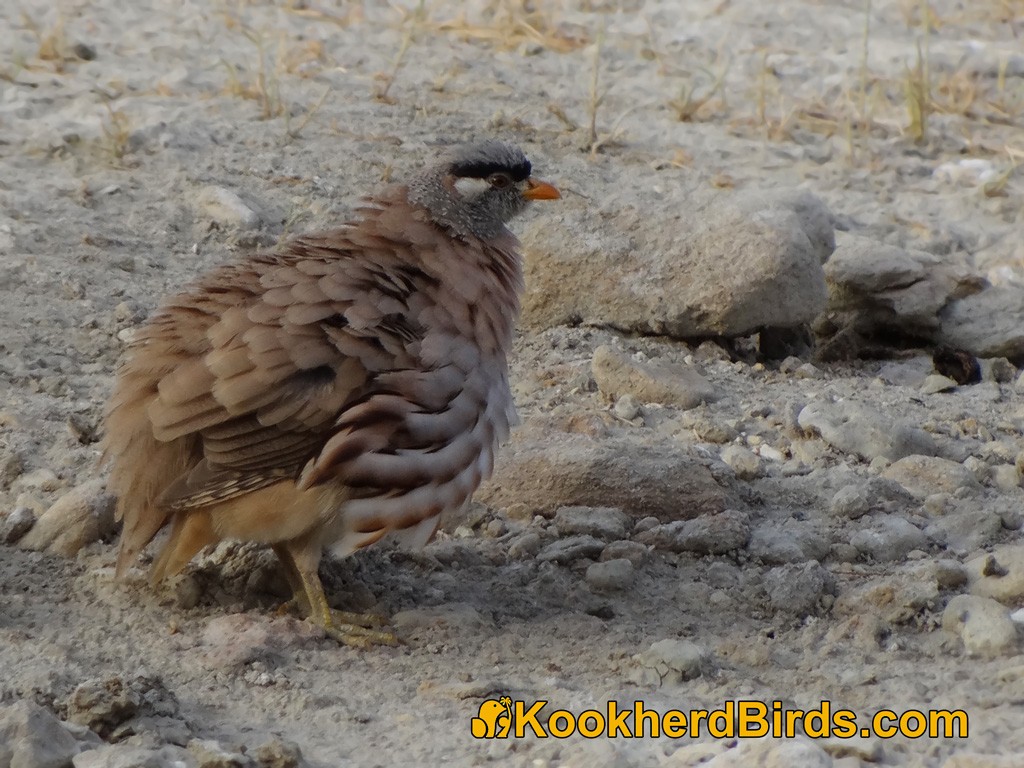 See-see Partridge - A Ghaffar