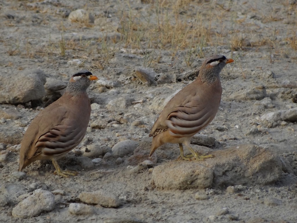 See-see Partridge - ML205103221