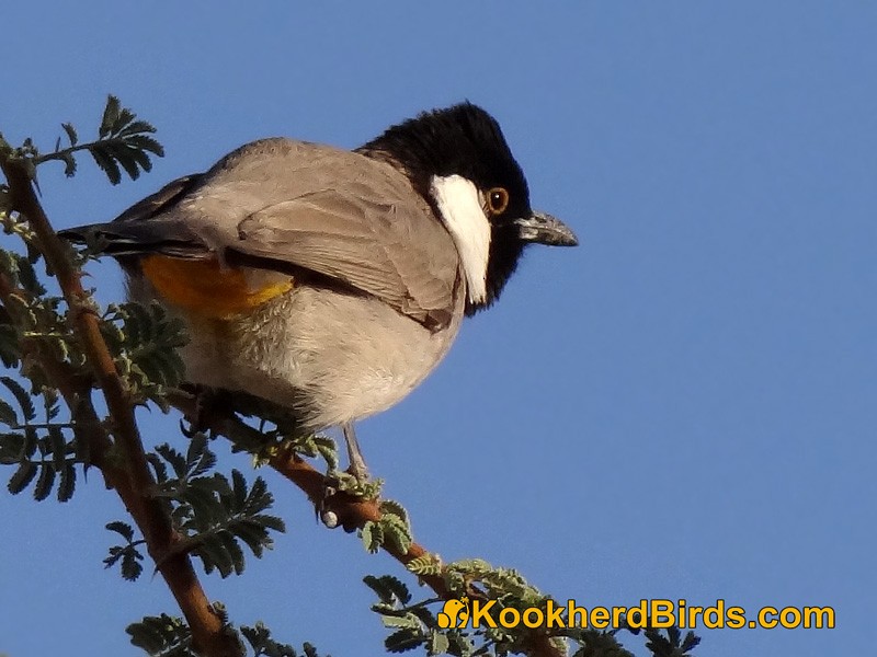 White-eared Bulbul - ML205103261