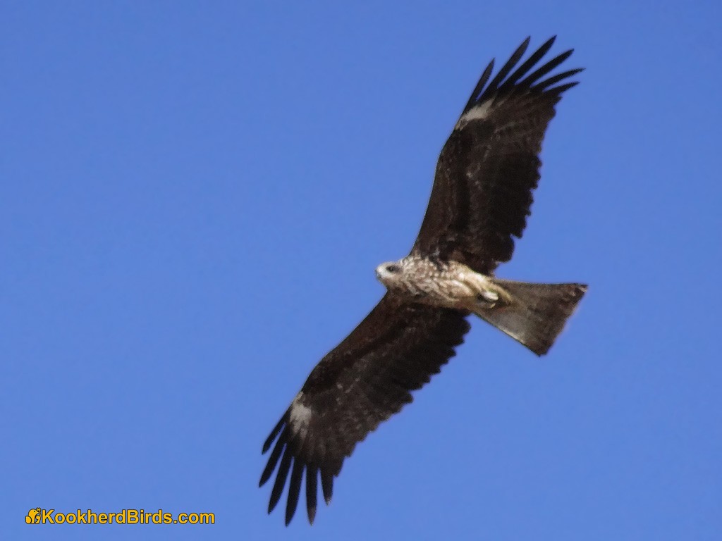 Black Kite - ML205103271