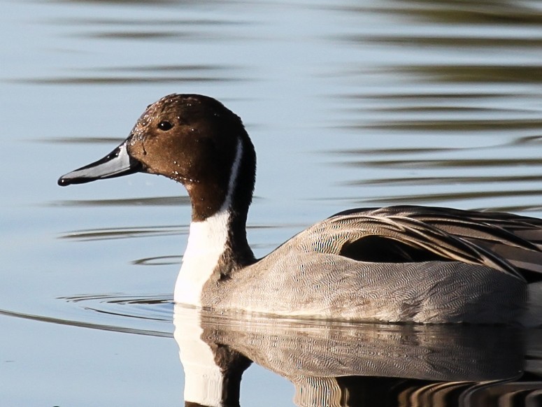 Northern Pintail - ML205103361