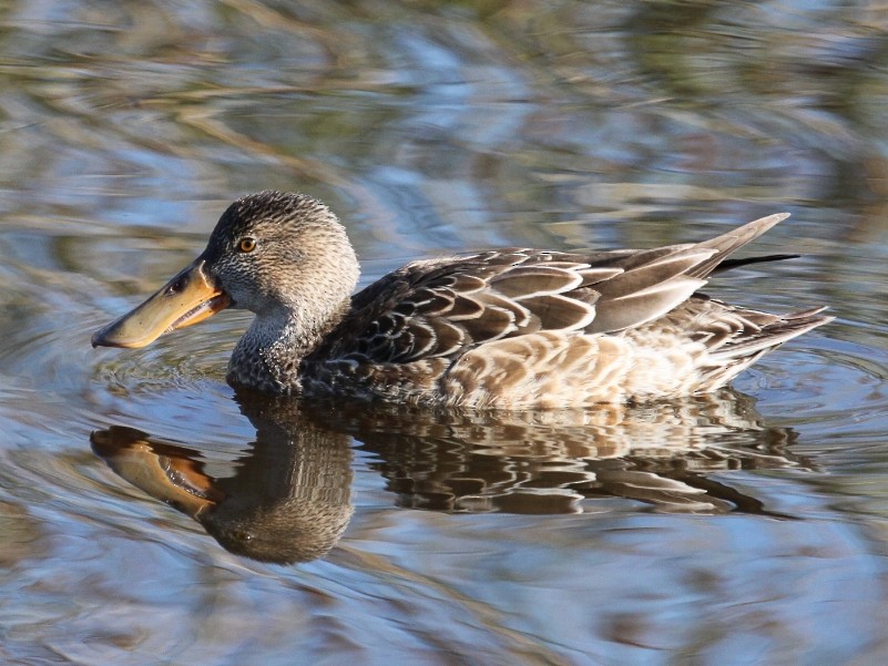 Northern Shoveler - ML205103371