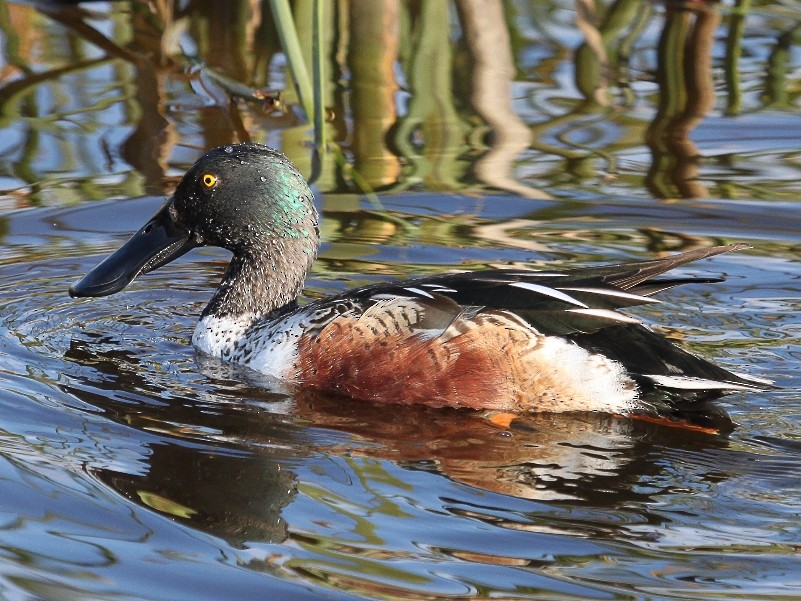 Northern Shoveler - ML205103381