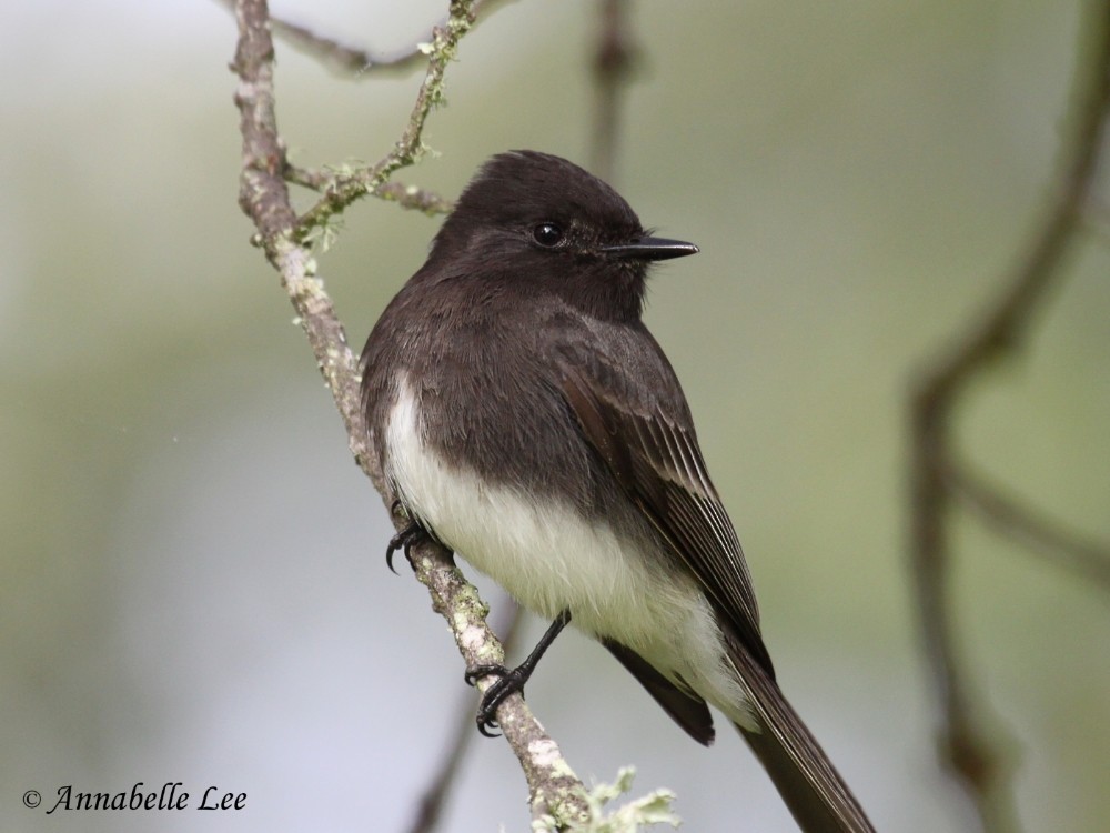 Black Phoebe (Northern) - Justin Watts