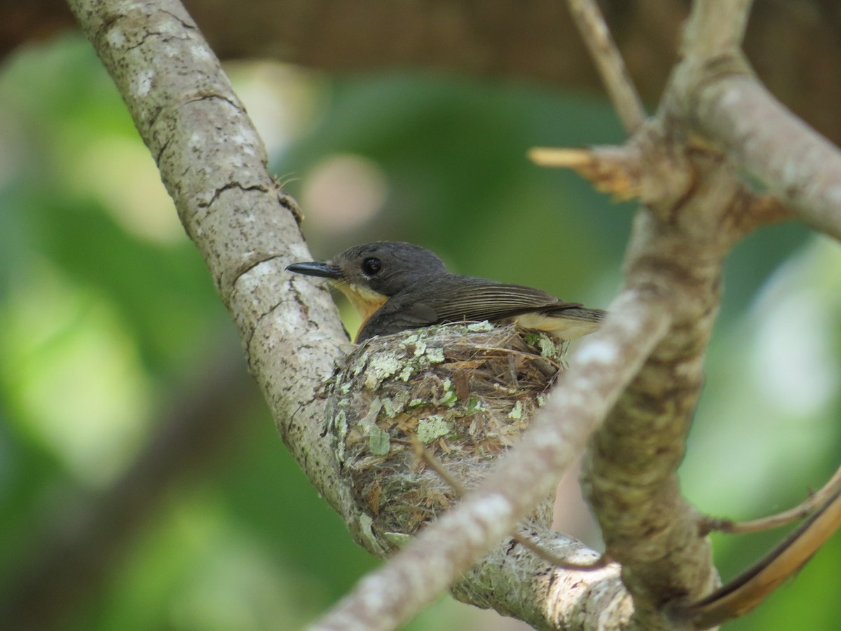 Moluccan Flycatcher - André Weiss