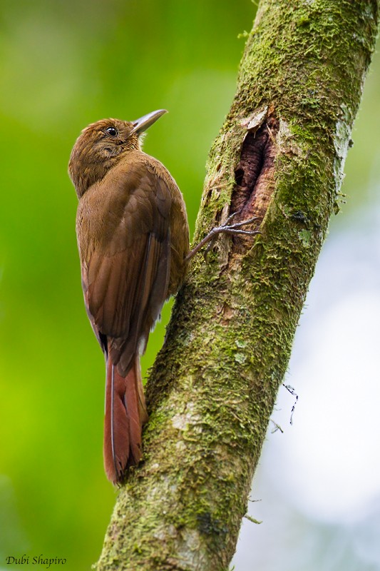 Plain-winged Woodcreeper (Plain-winged) - ML205103991