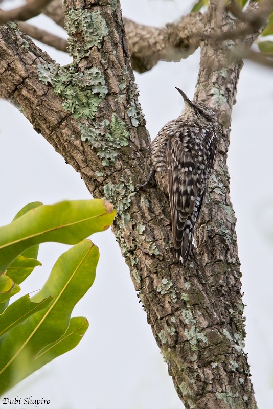 African Spotted Creeper - Dubi Shapiro