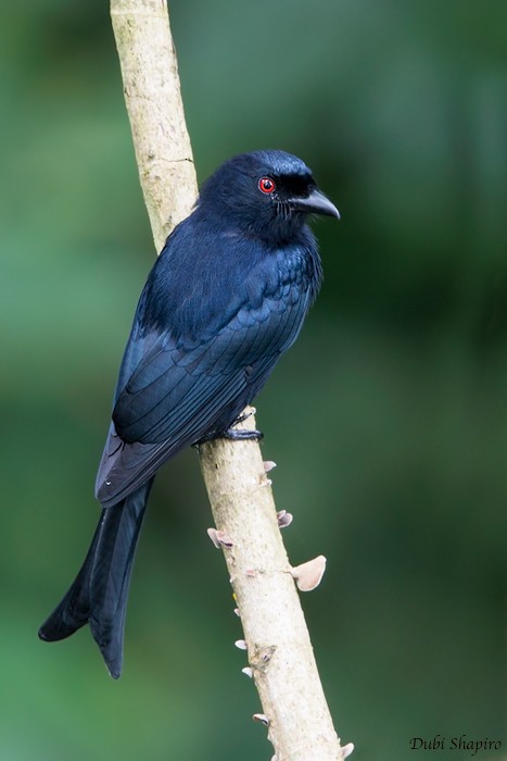 Velvet-mantled Drongo (Fanti) - Dubi Shapiro