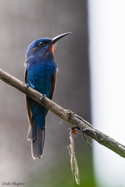 Blue-moustached Bee-eater - Dubi Shapiro