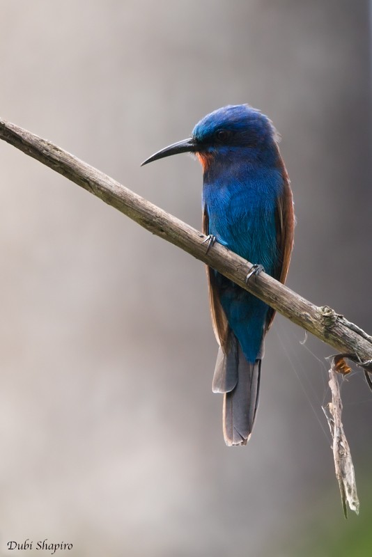 Blue-moustached Bee-eater - Dubi Shapiro