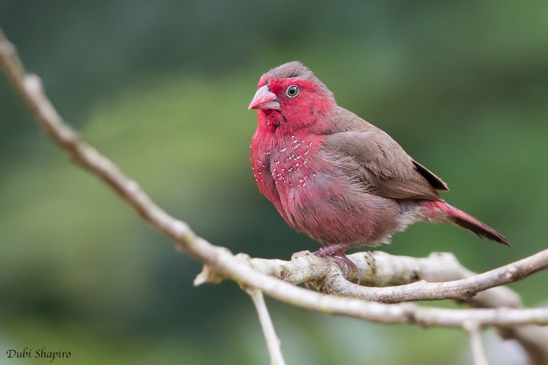 Bar-breasted Firefinch - ML205104421