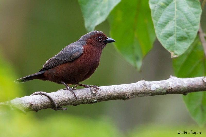 Chestnut-breasted Nigrita - Dubi Shapiro