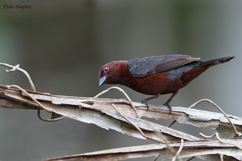 Chestnut-breasted Nigrita - Dubi Shapiro