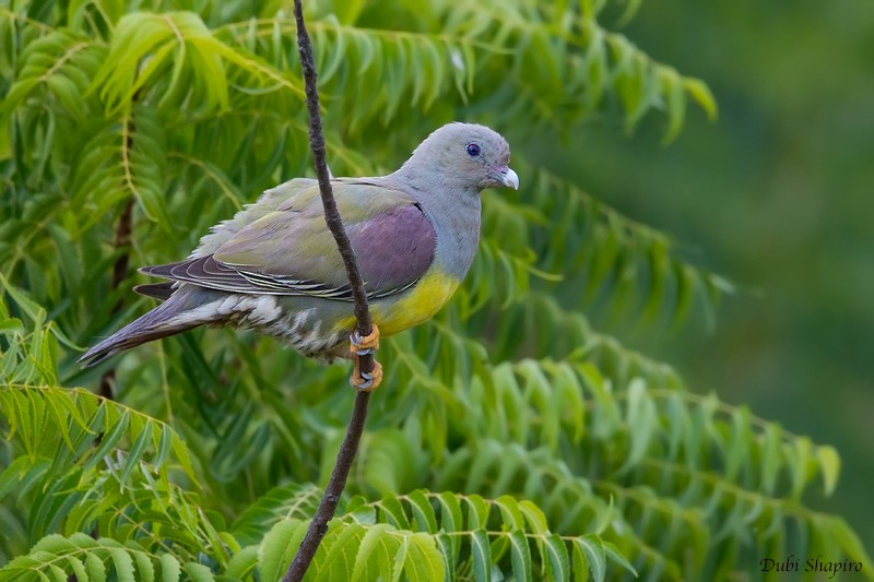 Bruce's Green-Pigeon - ML205104511