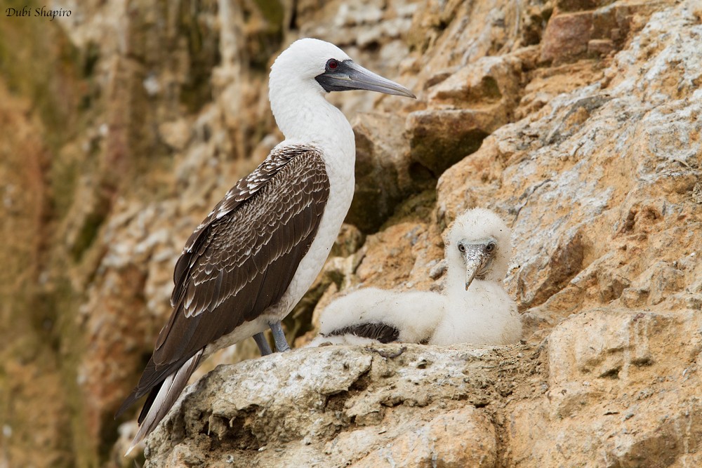 Peruvian Booby - Dubi Shapiro