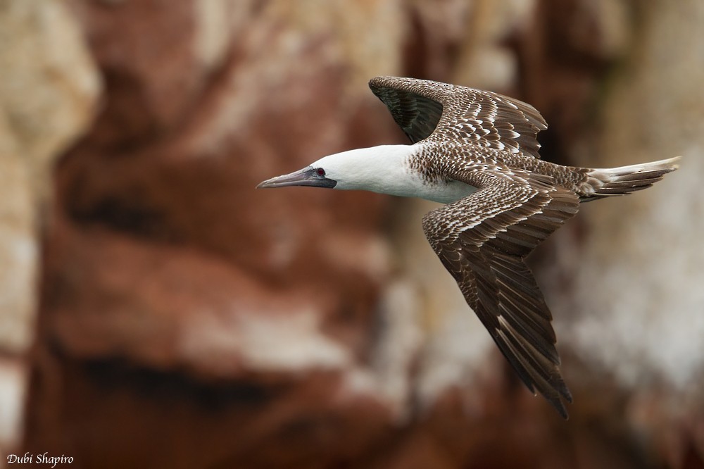 Peruvian Booby - Dubi Shapiro