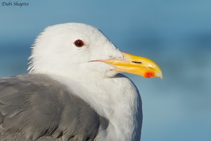 Glaucous-winged Gull - Dubi Shapiro