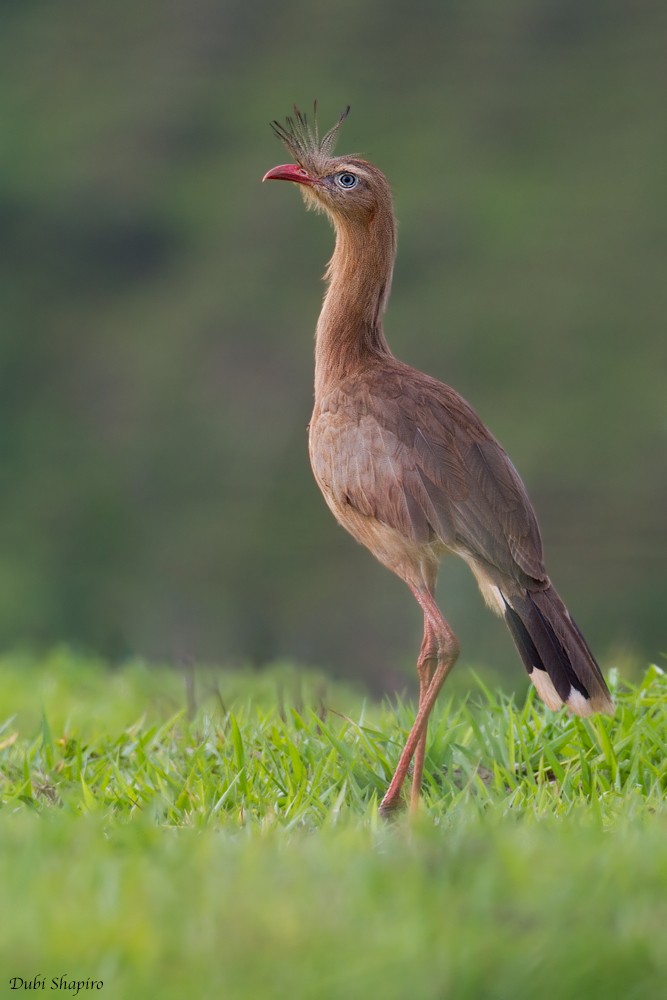 Red-legged Seriema - ML205104741