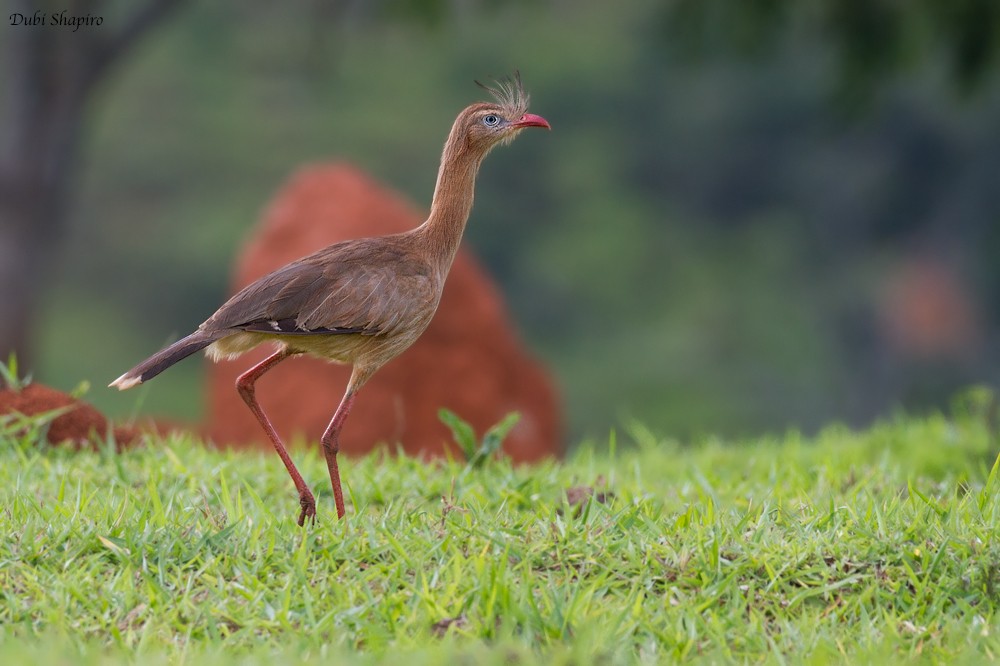 Red-legged Seriema - ML205104751