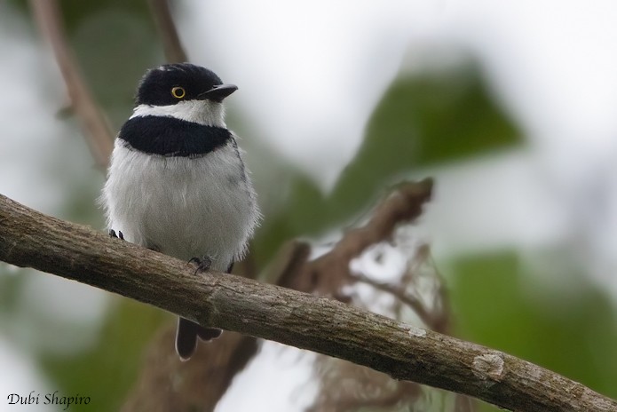 Bioko Batis - Dubi Shapiro