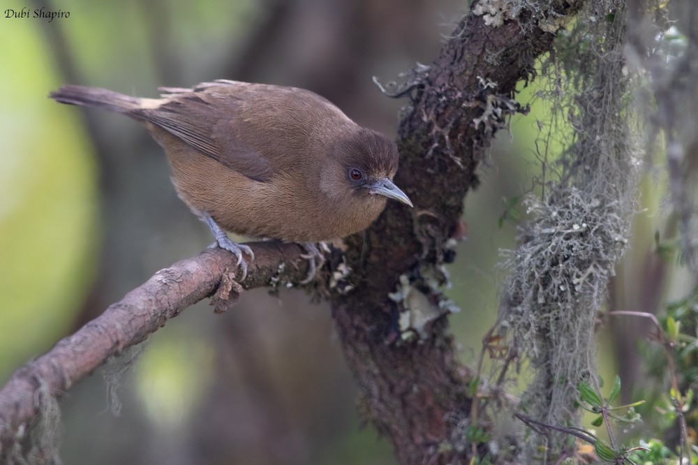 Bioko Speirops - Dubi Shapiro