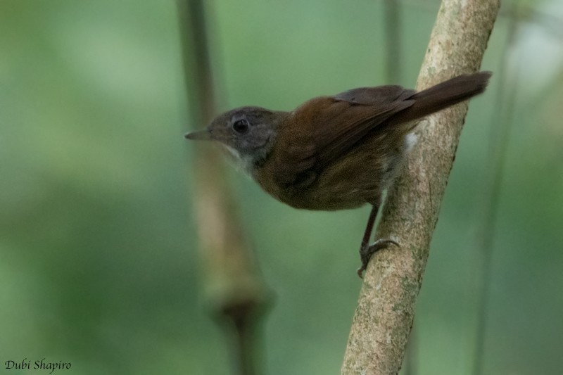 Pale-breasted Illadopsis - ML205104851