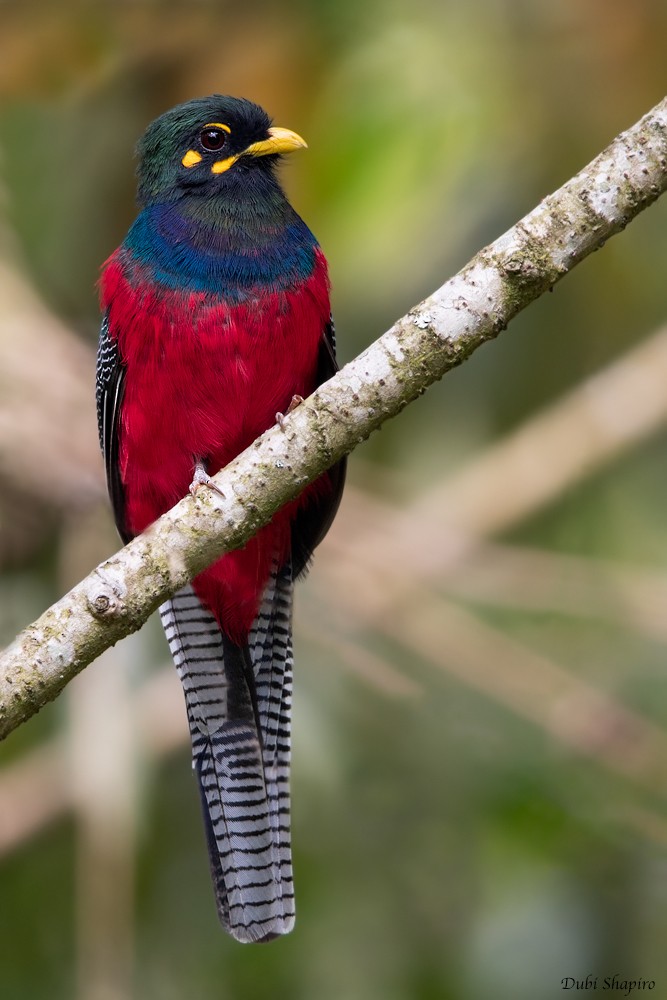 Bar-tailed Trogon - ML205104881