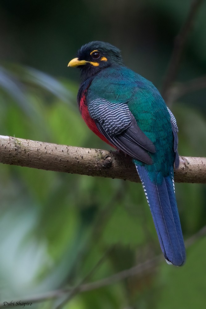 Bar-tailed Trogon - ML205104891