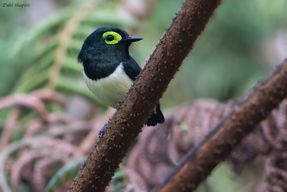 Black-necked Wattle-eye - Dubi Shapiro