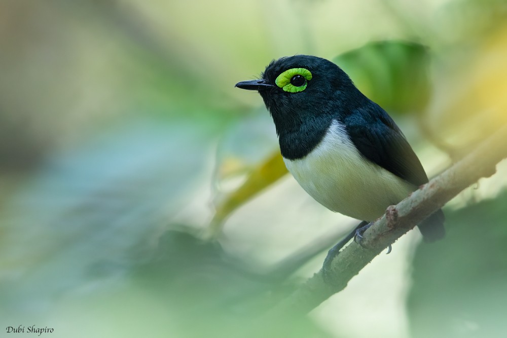 Black-necked Wattle-eye - ML205104931