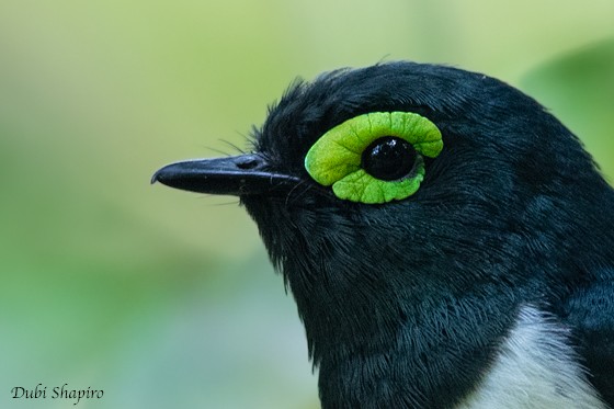 Black-necked Wattle-eye - ML205104941