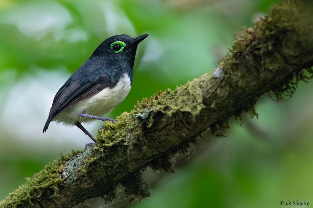 Black-necked Wattle-eye - ML205104951