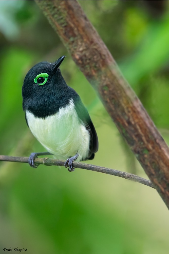 Black-necked Wattle-eye - ML205104961