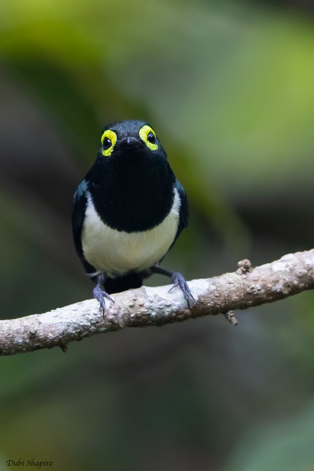 Black-necked Wattle-eye - ML205104981