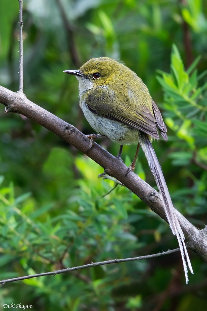 Green Longtail (Bioko) - Dubi Shapiro