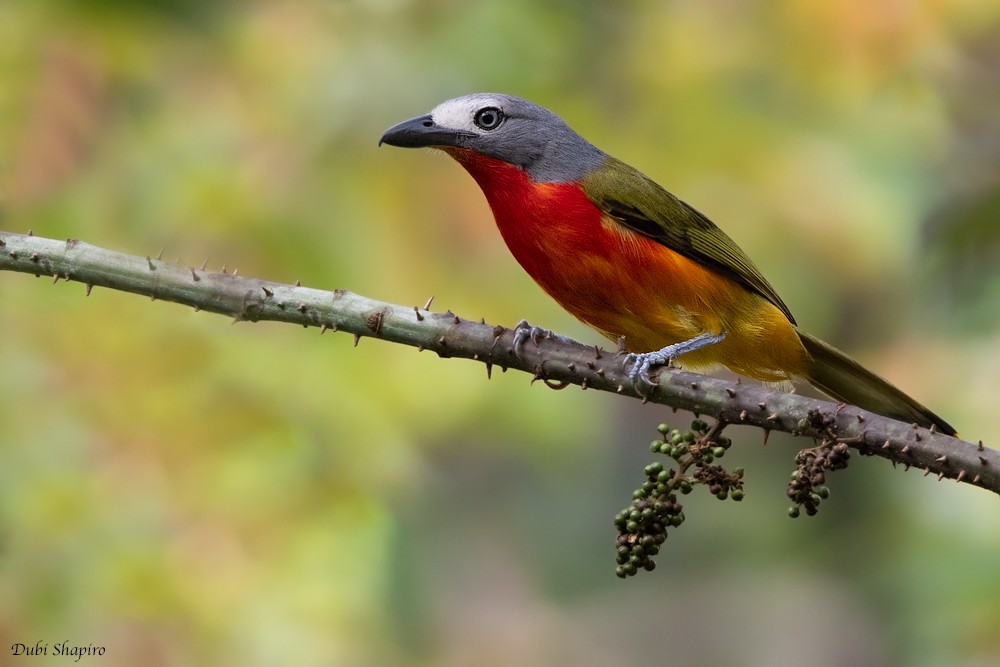 Fiery-breasted Bushshrike - Dubi Shapiro