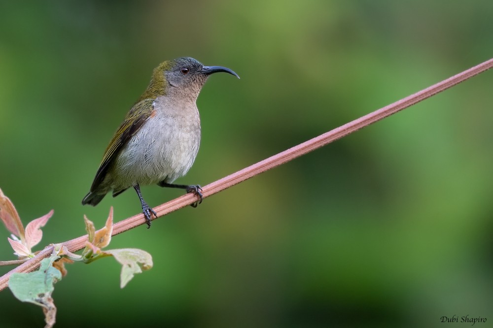 Graubrust-Nektarvogel - ML205105031