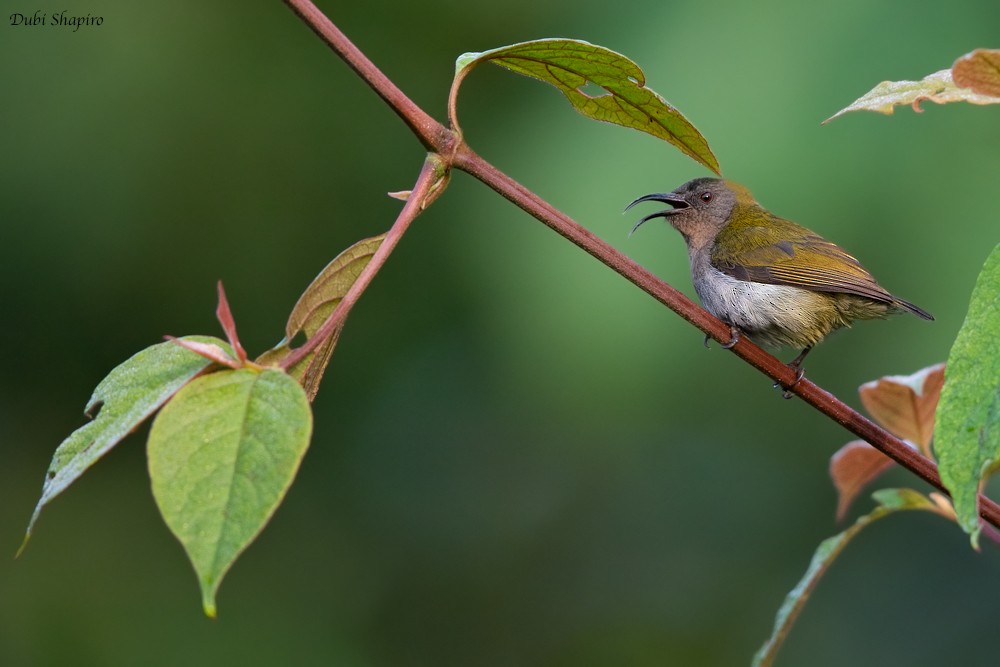 Ursula's Sunbird - Dubi Shapiro