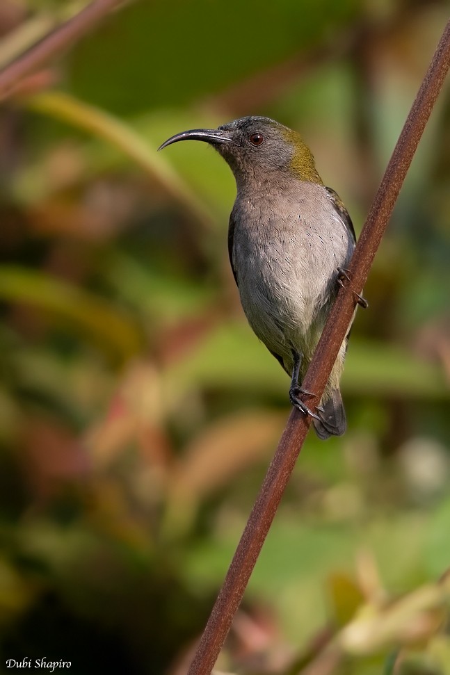 Graubrust-Nektarvogel - ML205105051