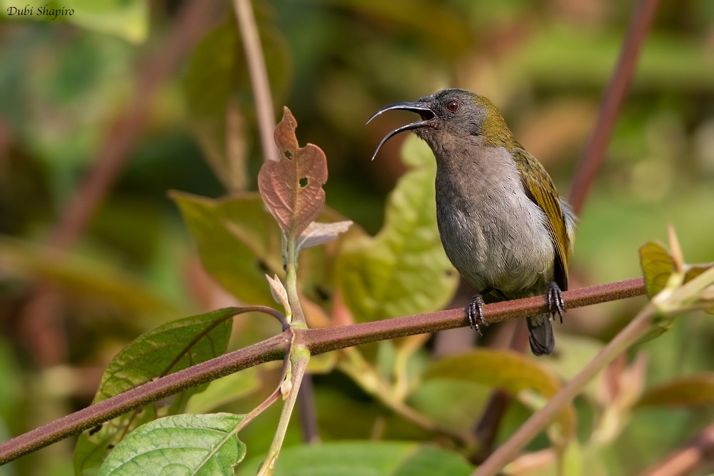 Graubrust-Nektarvogel - ML205105061