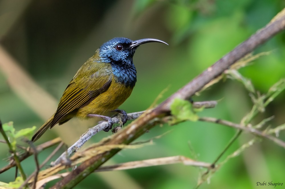 Blaukopf-Nektarvogel (poensis) - ML205105071