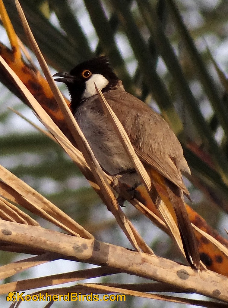 White-eared Bulbul - ML205105171