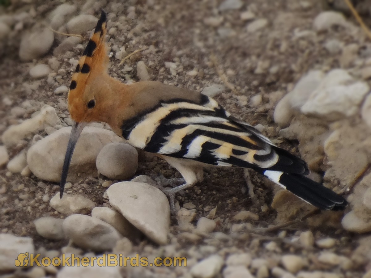 Common Hoopoe - A Ghaffar