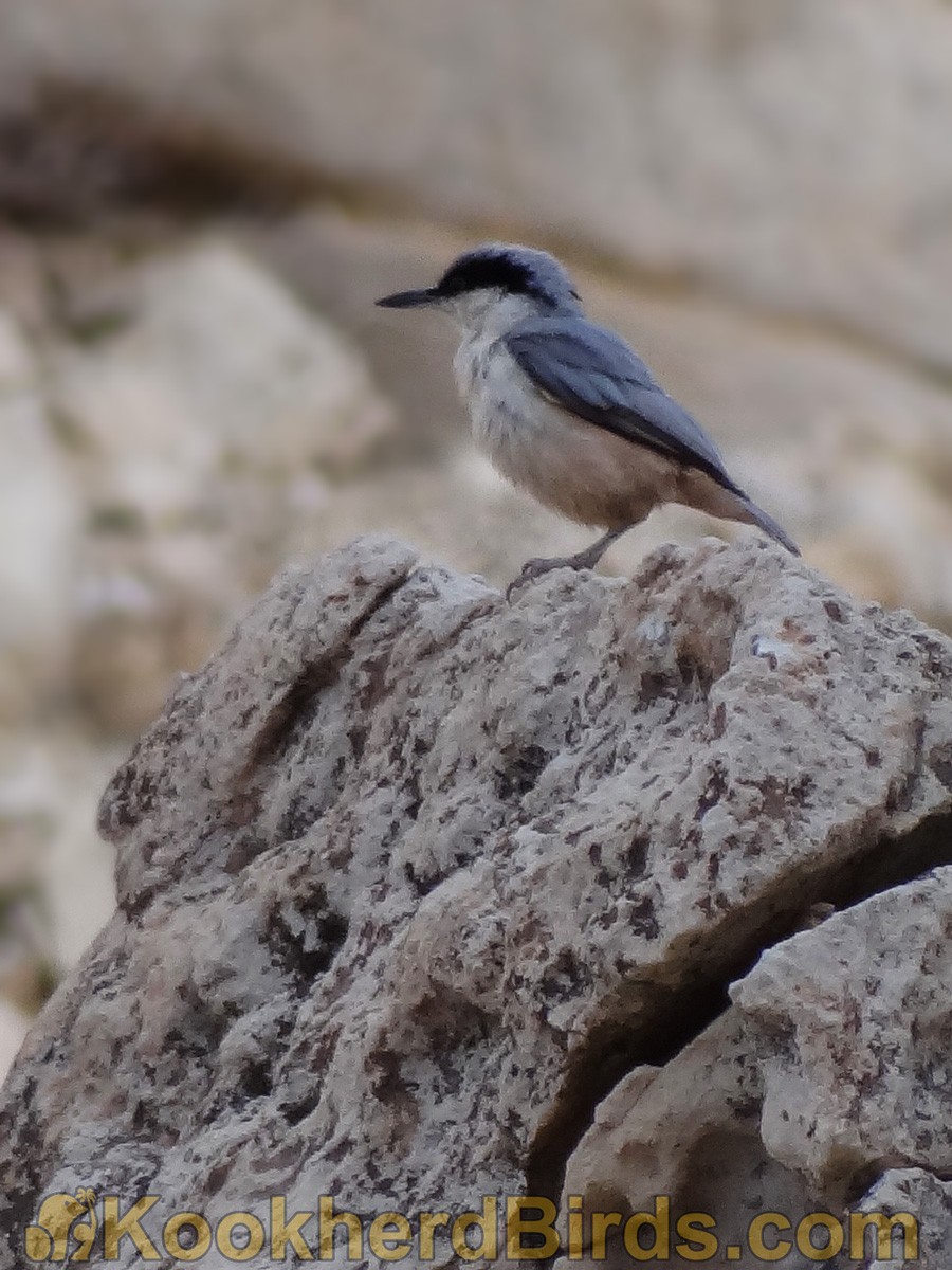 Eastern Rock Nuthatch - ML205105281