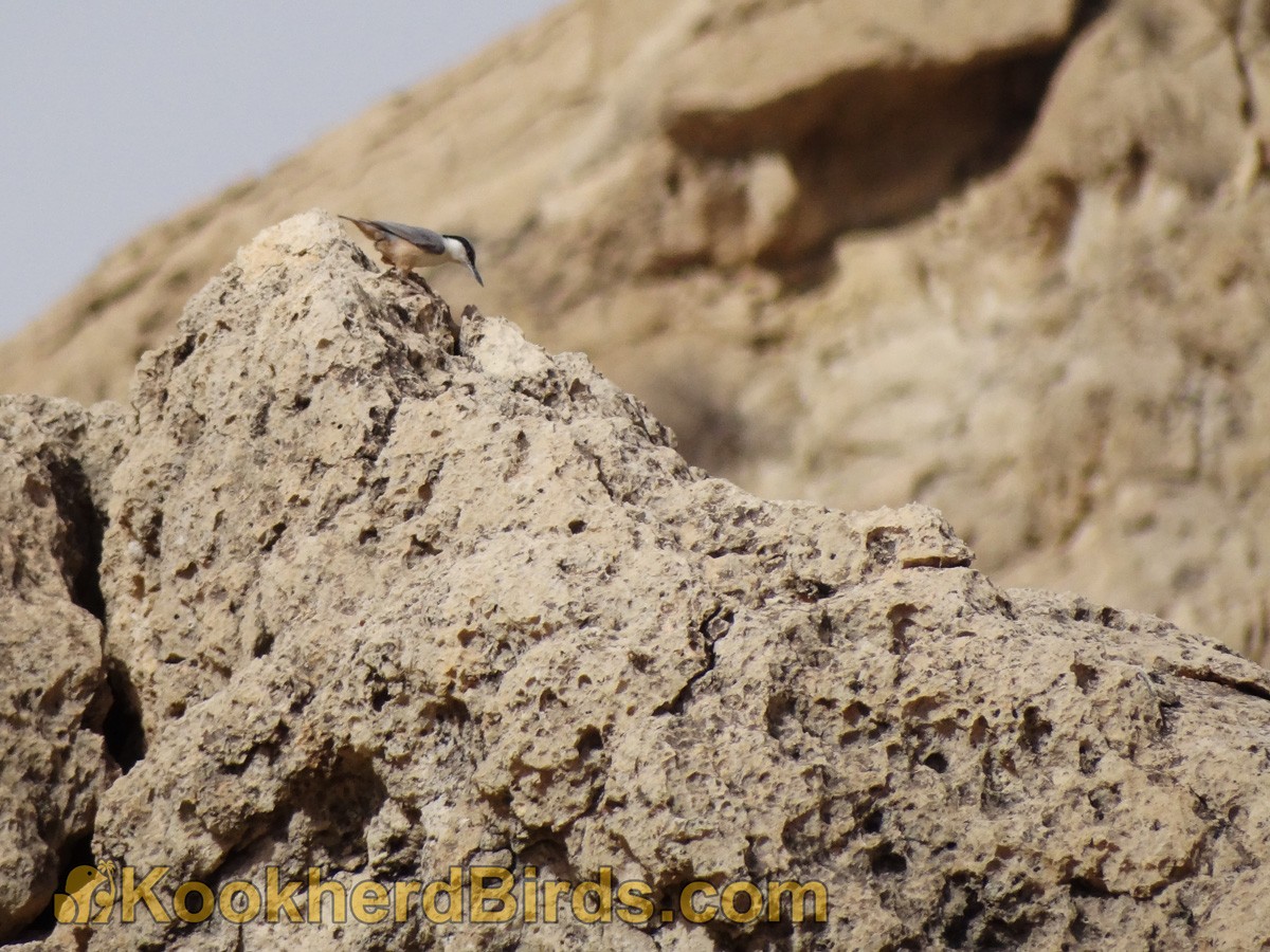 Eastern Rock Nuthatch - ML205105291