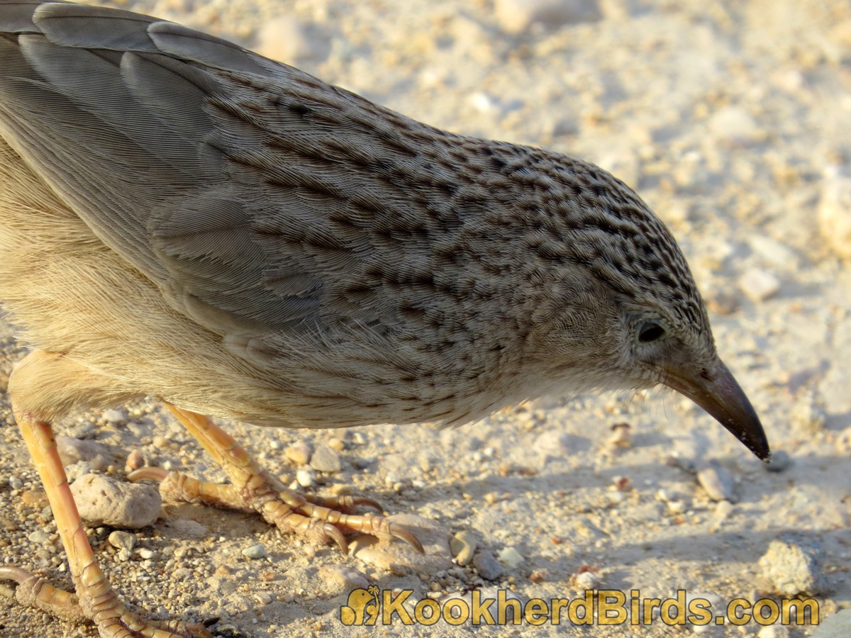 Afghan Babbler - ML205105381